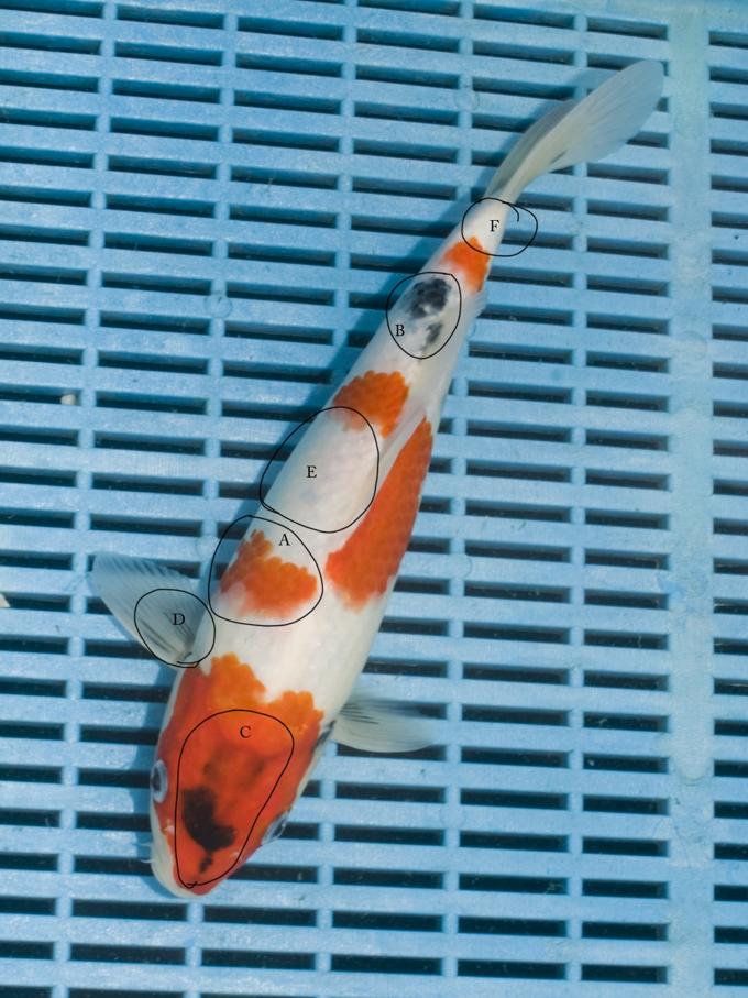 Dark Horse Koi March 2010 Dark Horse Koi March 2010