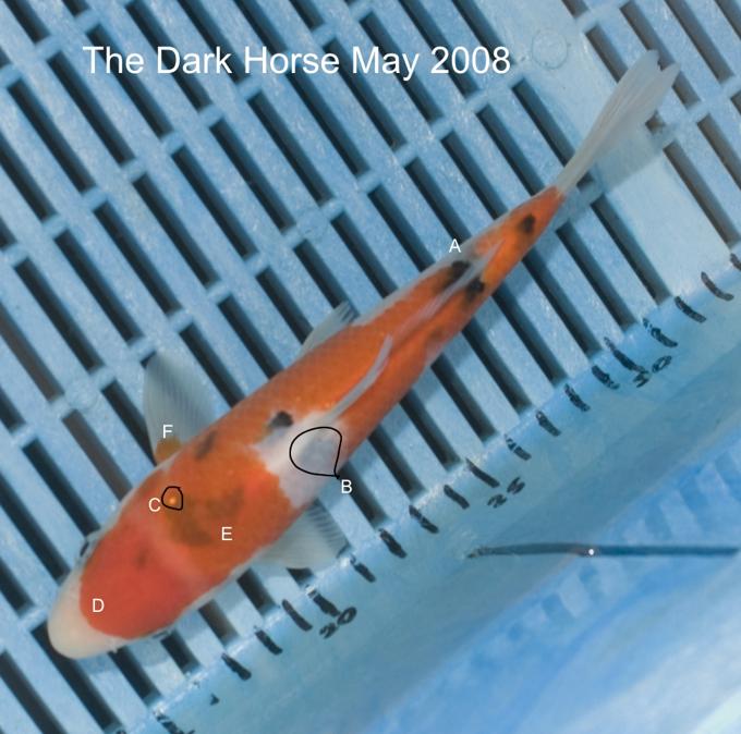 Dark Horse Koi May 2008 Dark Horse Koi May 2008