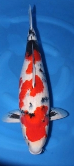 61cm Showa