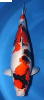 63cm showa