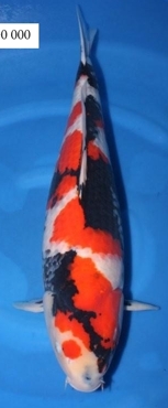 67cm showa