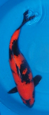 Hi Utsuri, Female. 60 to 65cm. Hi Utsuri, Female. 60 to 65cm.
