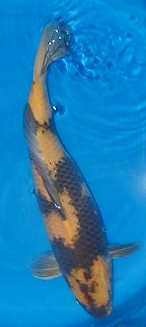 ki itsuri 53cm